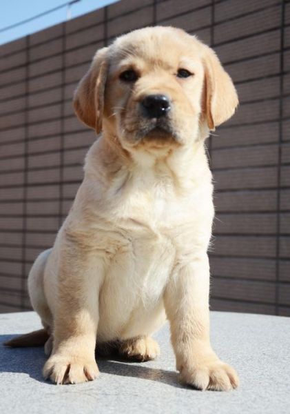 拉布拉多犬多钱( 几百块就能买到吗)