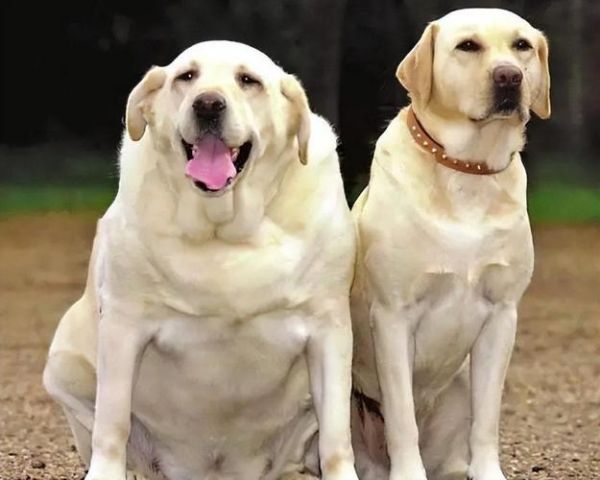 拉布拉多犬好养吗(它会很粘人吗)