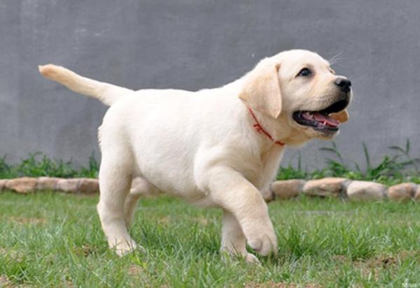 拉布拉多犬好养吗(它会很粘人吗)