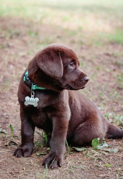 拉布拉多犬的价格( 到底什么价位的拉布拉多值得入手)