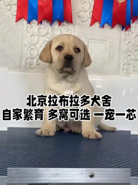 拉布拉多犬舍(北京皇冠犬舍怎么样)