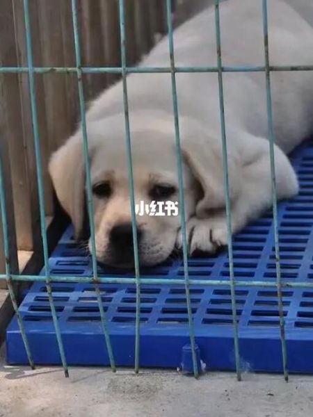 拉布拉多犬舍(北京皇冠犬舍怎么样)