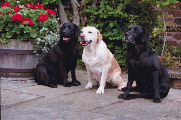 拉布拉多犬视频(视频带你走进它们的奇妙世界)