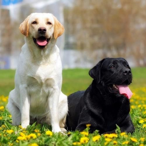 拉布拉多犬视频(视频带你走进它们的奇妙世界)