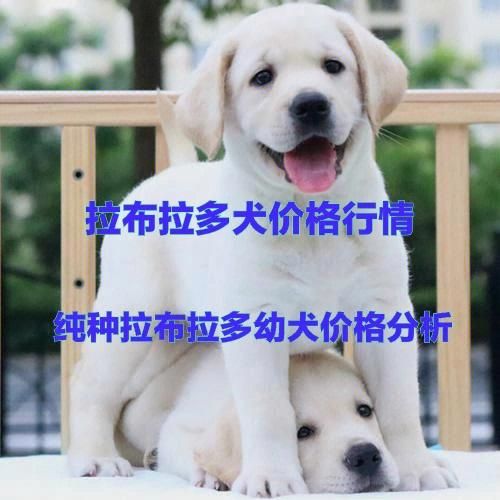 拉布拉多纯种多少钱(集市上买便宜吗)