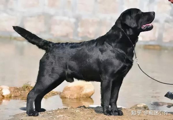 拉布拉多贵宾犬(哪个更适合你)