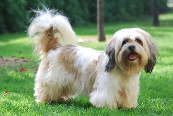 拉萨犬(它真的像狮子吗)