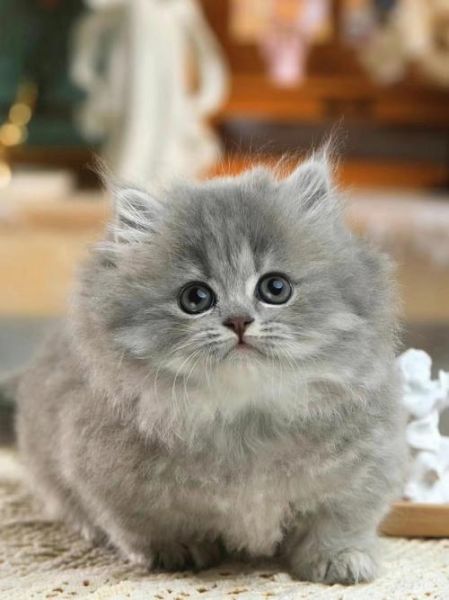 拿破仑猫(拿破仑猫体质这么脆弱)
