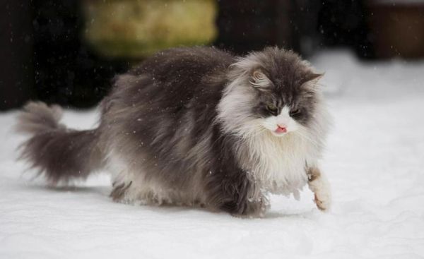 挪威森林猫(有什么特别之处)