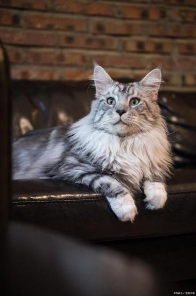 挪威森林猫(有什么特别之处)