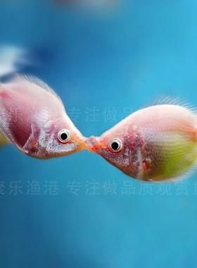 接吻鱼(它们接吻真的代表爱情吗)