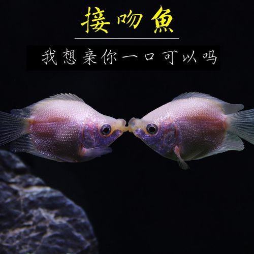 接吻鱼为什么接吻(还是在玩游戏)
