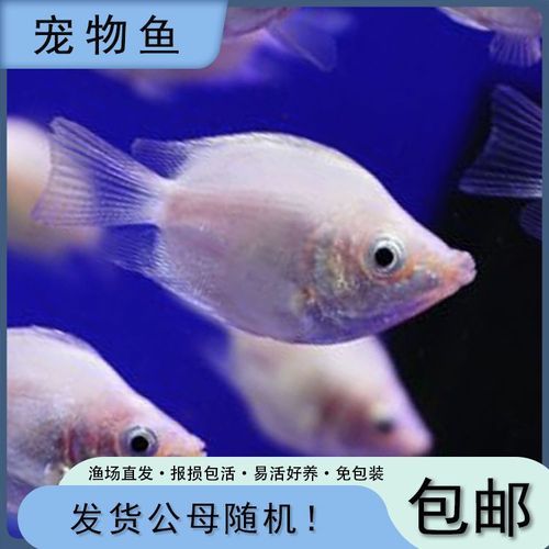 接吻鱼怎么养( 接吻鱼要怎么布置环境)