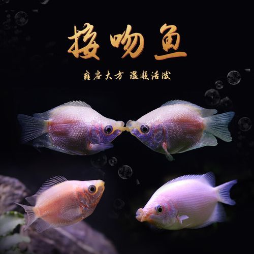 接吻鱼怎么养( 接吻鱼要怎么布置环境)