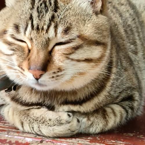 搓手猫(它究竟是流浪猫还是有人照料)