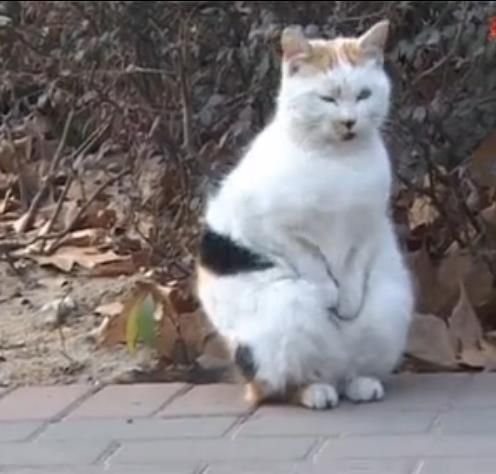 搓手猫(它究竟是流浪猫还是有人照料)