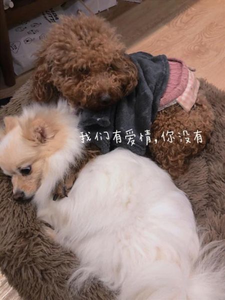 撒狗粮是什么意思(单身狗就只能眼巴巴看着)