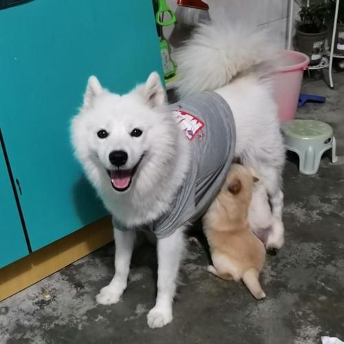 撒莫耶(打理起来真的不麻烦吗)