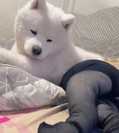 撒莫耶(打理起来真的不麻烦吗)