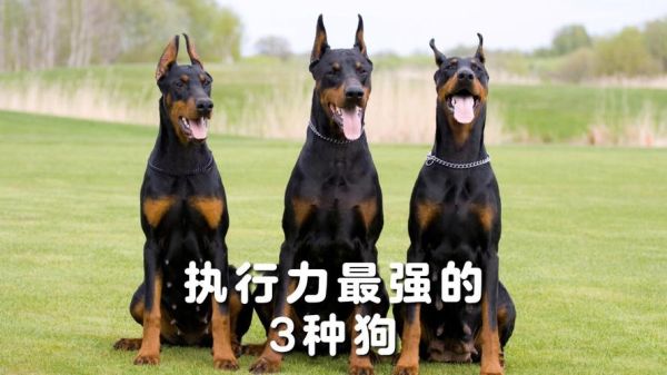 改变世界的犬类(它们正在做些什么)