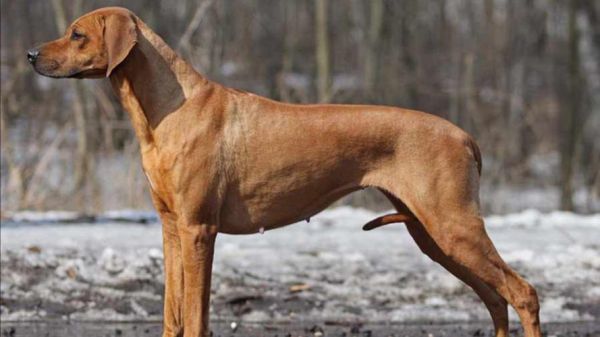 改变世界的犬类(它们正在做些什么)