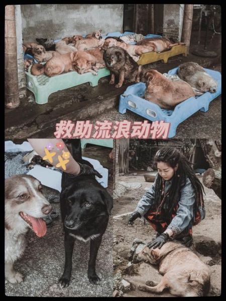 救助流浪动物(你如何看待这个问题)