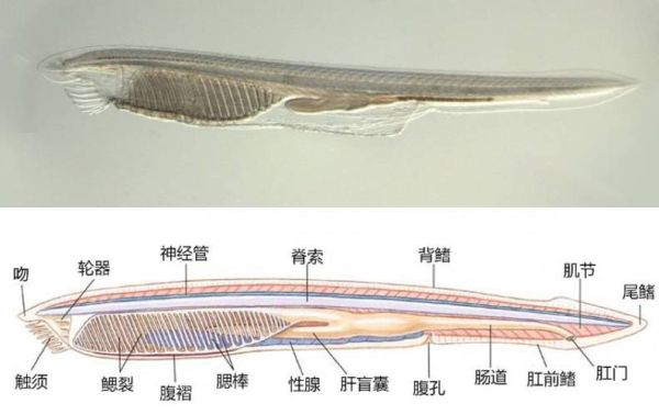 文昌鱼是鱼吗(它到底算不算鱼)