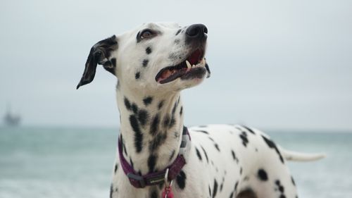 斑点狗(以前可是狗届顶流啊)