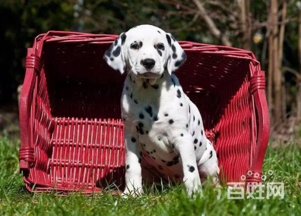 斑点狗价格( 究竟是血统问题还是品相问题)