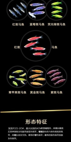 斑马鱼寿命(它们是不是很难养)