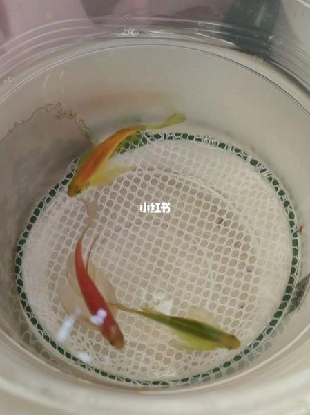斑马鱼繁殖(如何才能提高繁殖率)