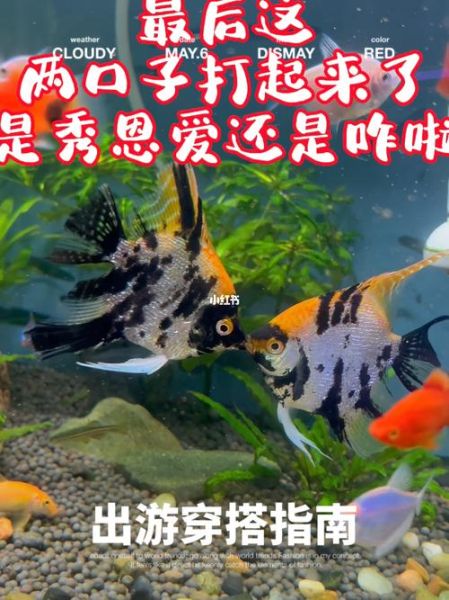 斑马鱼繁殖(如何才能提高繁殖率)
