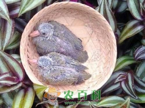 斑鸠吃什么(它们会吃柚子吗)