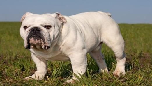 斗牛犬(你真的了解吗)