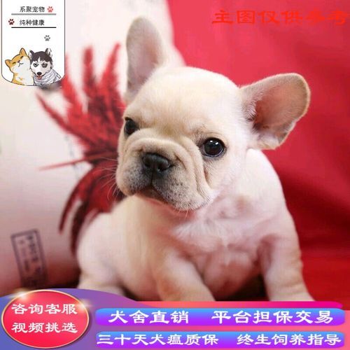 斗牛犬价格( 除了买狗还有哪些费用)