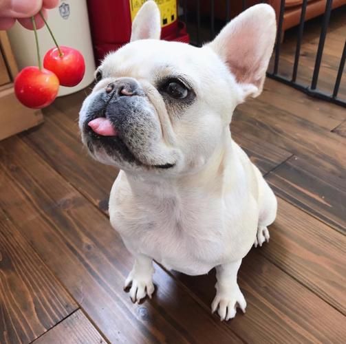 斗牛犬图片(你最喜欢哪张法斗图片)