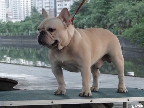 斗牛犬好养吗(养它有什么需要注意的吗)
