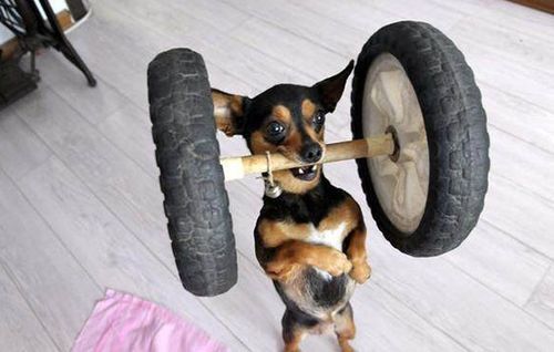斗牛犬性格( 容易训练吗)