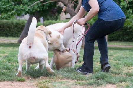 斗牛犬打架(怎么突然打起来了)