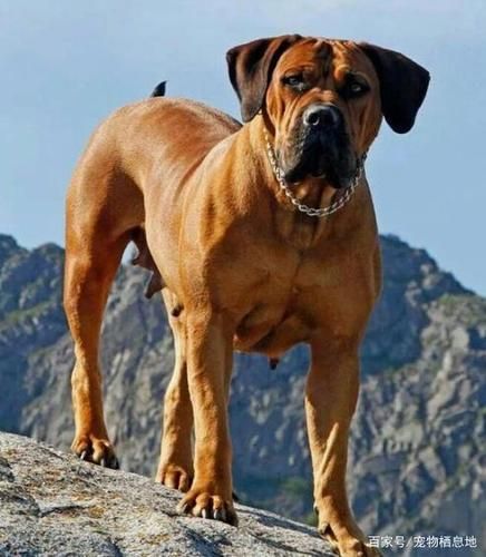 斗犬( 它们真的有那么强的战斗力吗)