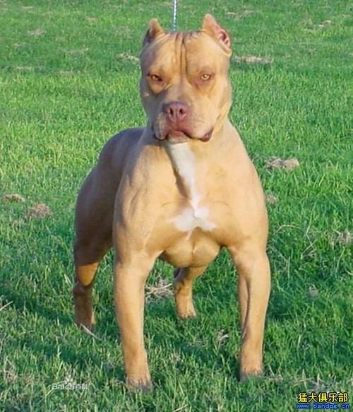 斗狗品种( 你最想养哪种斗犬)