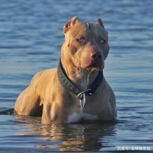 斗狗品种( 你最想养哪种斗犬)