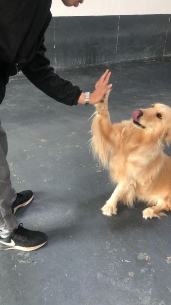 斗狗训练(训练起来真的很难吗)