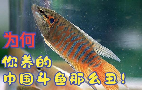 斗鱼怎么养(鱼缸空间和水质怎么影响)