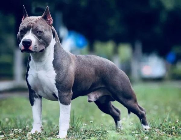 斯塔福梗犬( 究竟哪些地方可以养)