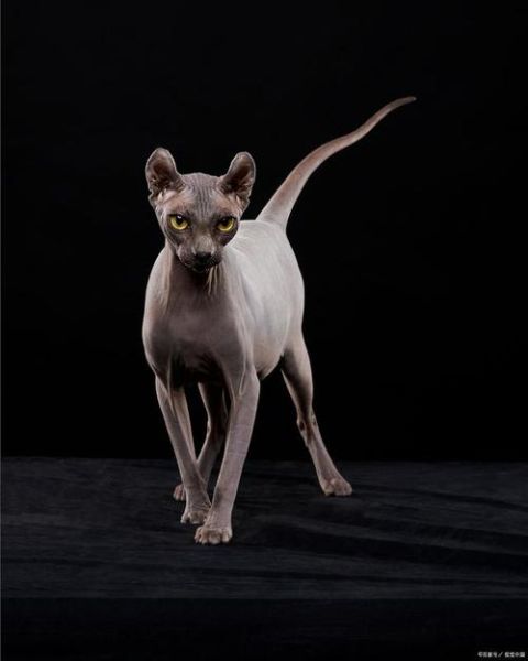 斯芬克斯猫(它能陪伴多久)