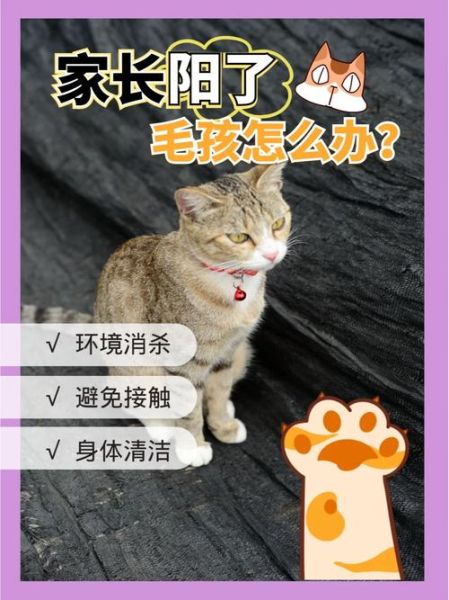 新冠会传染给狗猫吗(我的毛孩子会生病吗)