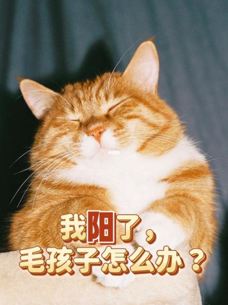 新冠会传染给狗猫吗(我的毛孩子会生病吗)