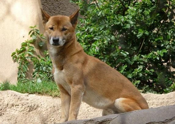 新几内亚歌唱犬(新几内亚歌唱犬是狼还是狗)