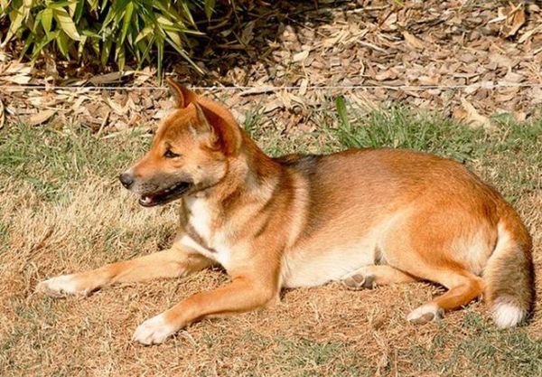 新几内亚歌唱犬(新几内亚歌唱犬是狼还是狗)